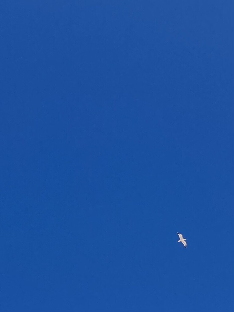 A lone white gull soars in a deep azure blue sky.  The black line on it's wings of white feathers is clearly visible even at it's height.