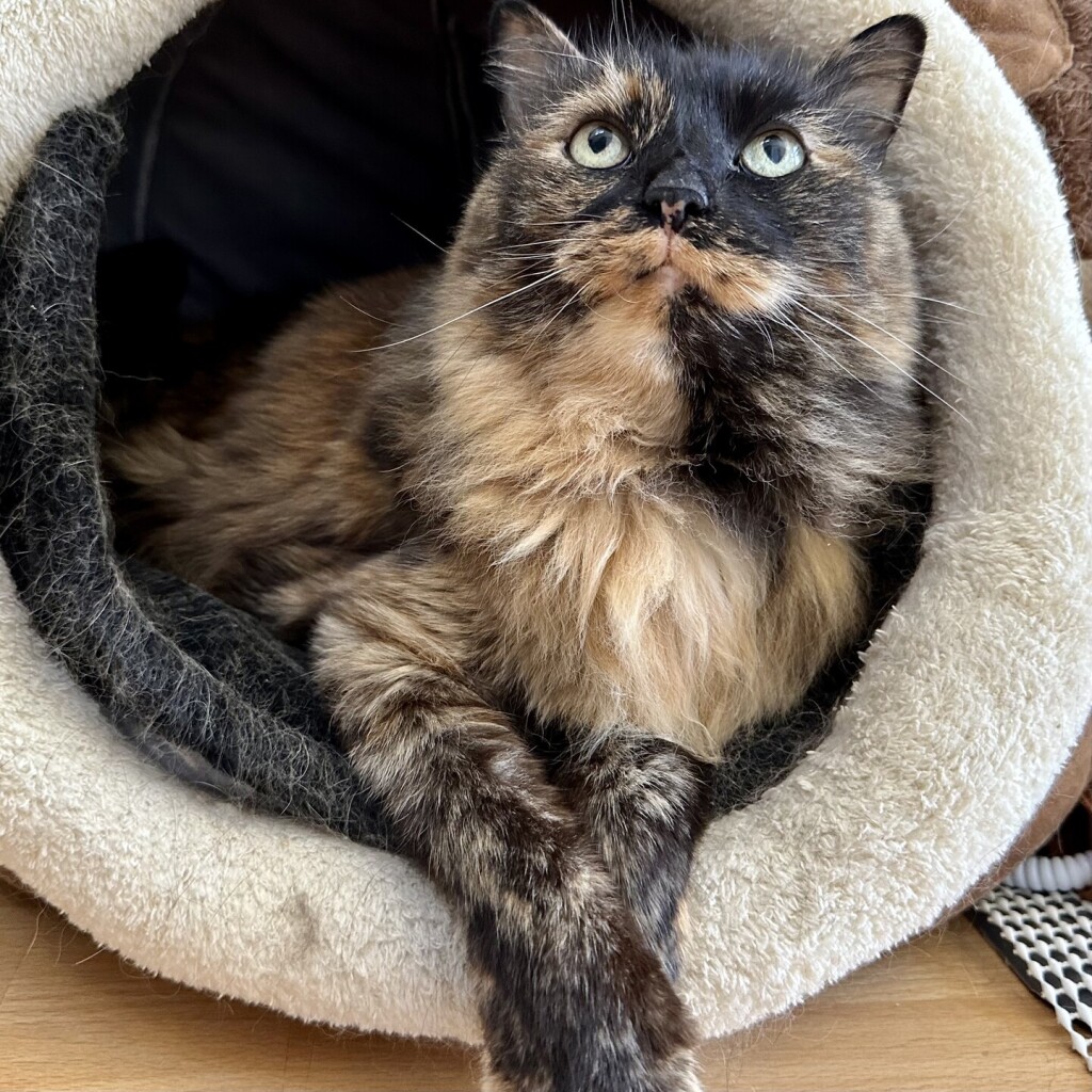 A large tortoiseshell cat inside a cat bed