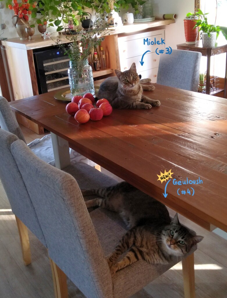 A photo of the main table in my living room, on a sunny day. The table has on top a european cat looking at camera: Miolek, #3, he sits next flowers and apples, and on a chair under the table, Geuloush, #4 (New!). Both cats looks identical. 