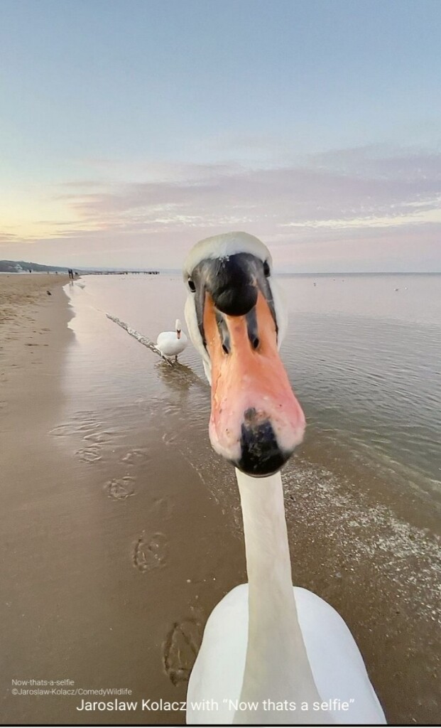 Jaroslaw Kowascz captured what i  [ ~~think is agoose~~ ] ^^^ have been told is a swan,  on a sandy shoreline, looking right up-close-and-personal to the camera. 

they titled it, “Now that's a selfie”