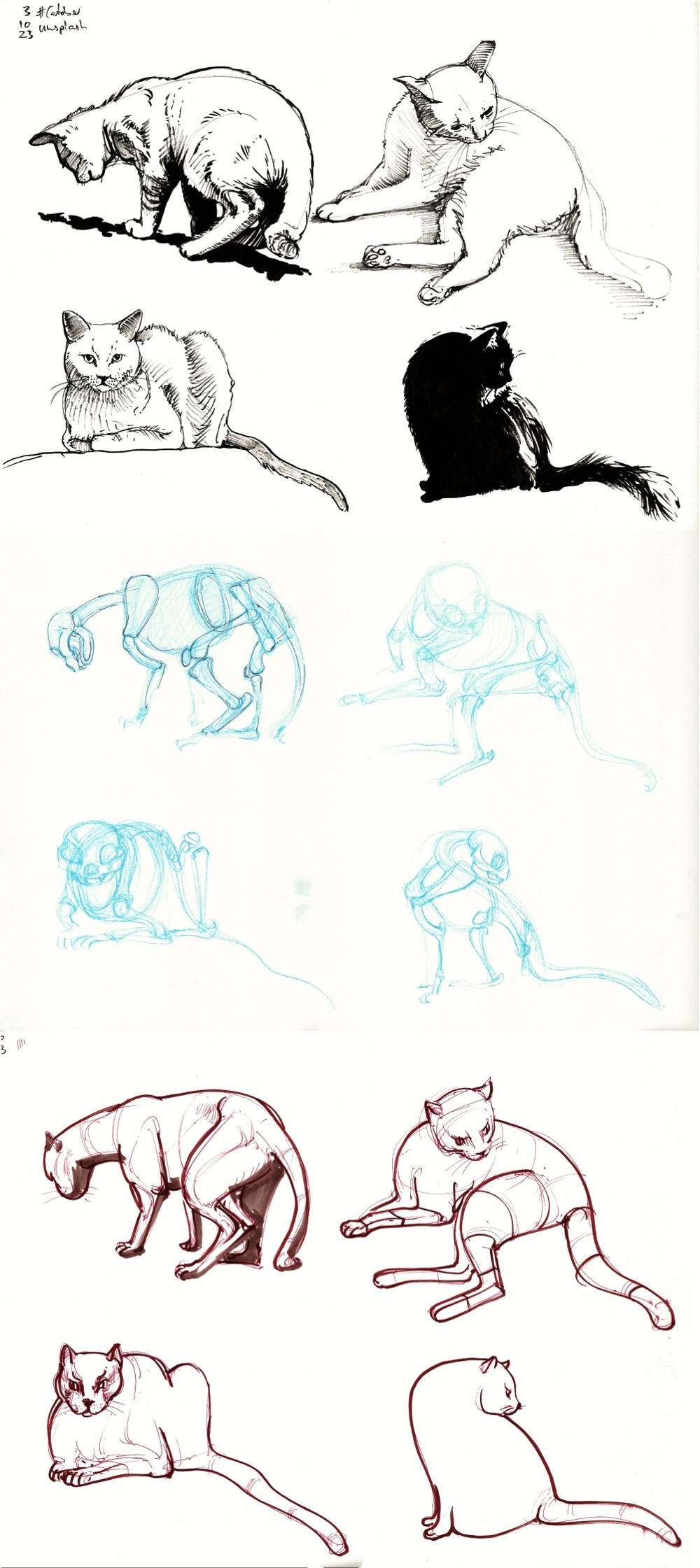 a collage of three pages of drawings underneath each other for easier comparison, starting with a page of 4 simple ink drawings of cats from reference at the top, then underneath the page on which I traced their skeletons in blue colored pencil, and then the page on which I tried to reconstruct the whole cats over their skeletons in brown ink at the bottom