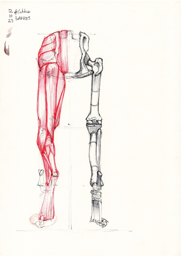 an anatomy study of feline hind legs, seen from behind, with the left leg showing the muscles in red ballpoint pen, and the right leg showing the naked bones in black ballpoint pen