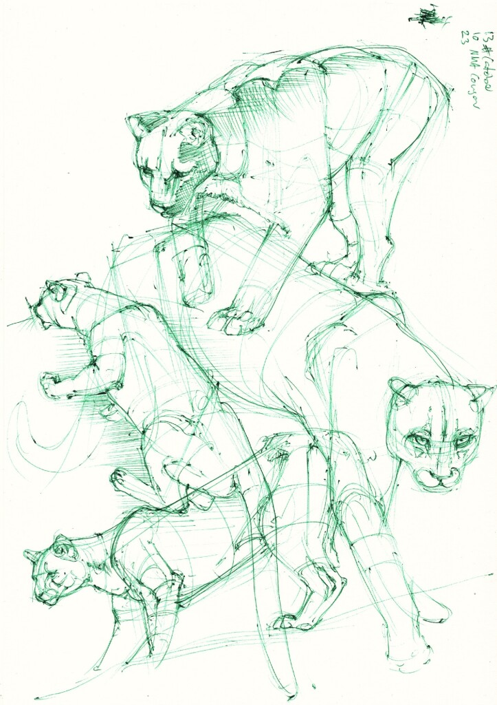 a page with four constructive studies of walking, standing climbing cougars in green ballpoint pen, some of them overlapping each other to fit more on the page