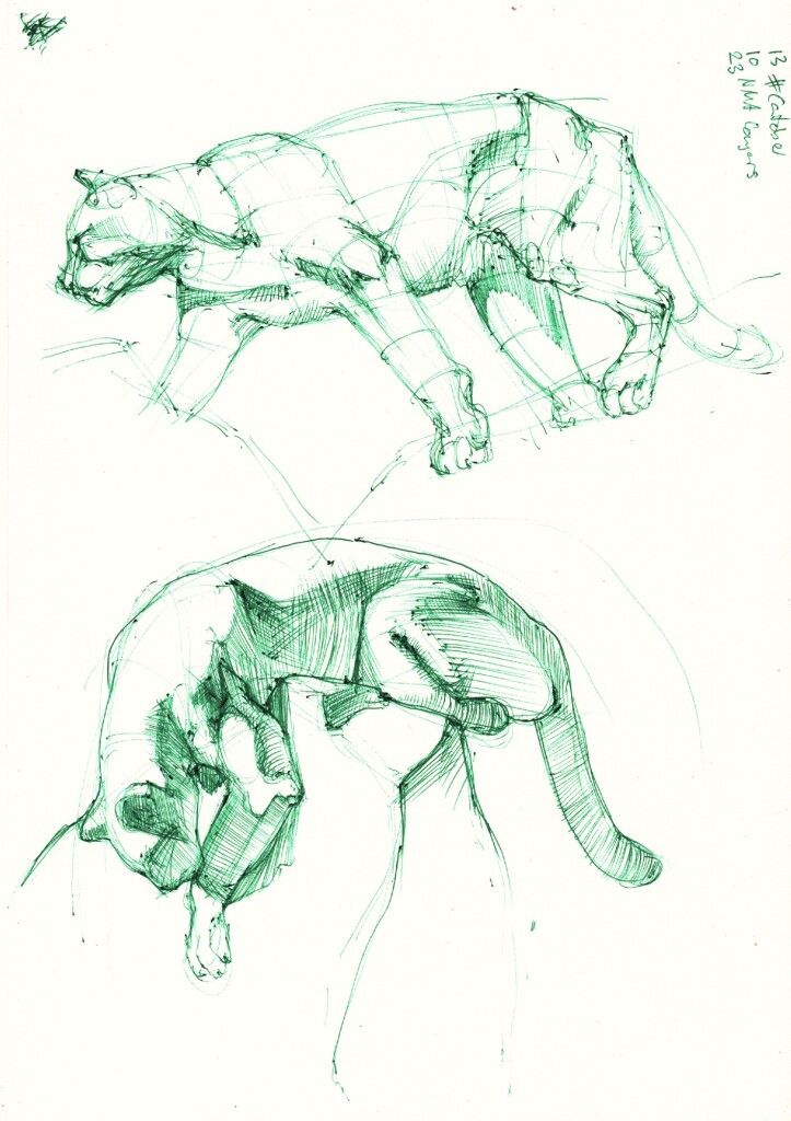 a page with two drawings of a walking and climbing cougar in green ballpoint pen