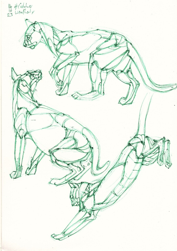 three anatomy studies of cats done in green ballpoint pen