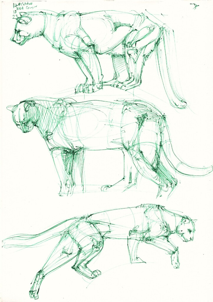 three construction studies of cougars done from reference, in green ballpoint pen