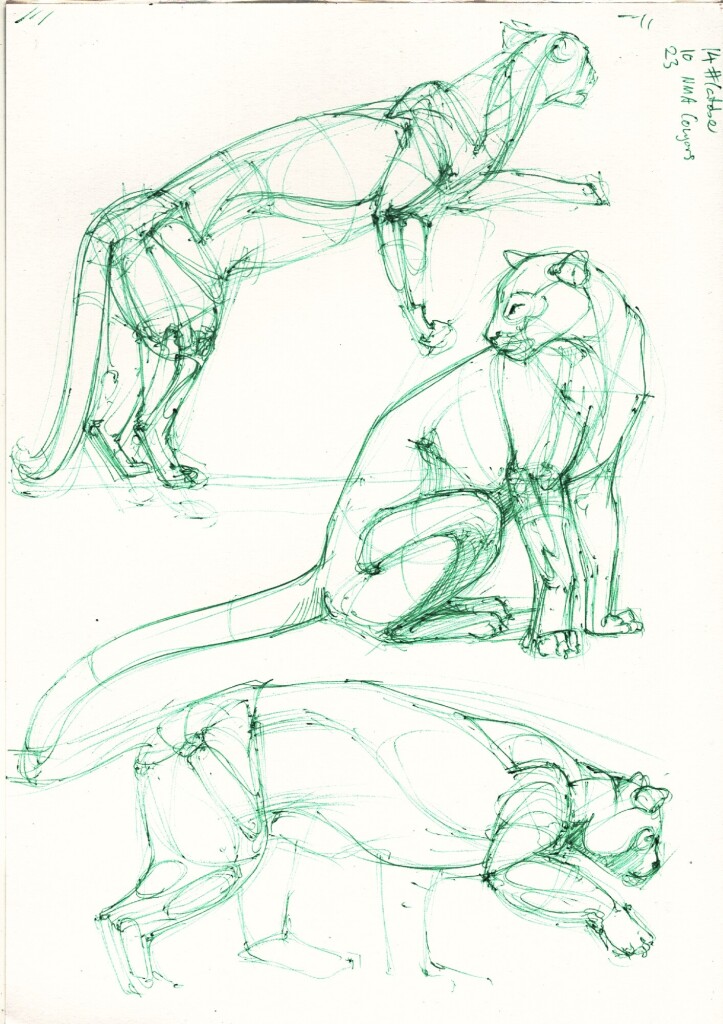 three construction studies of cougars  done from reference in green ballpoint pen