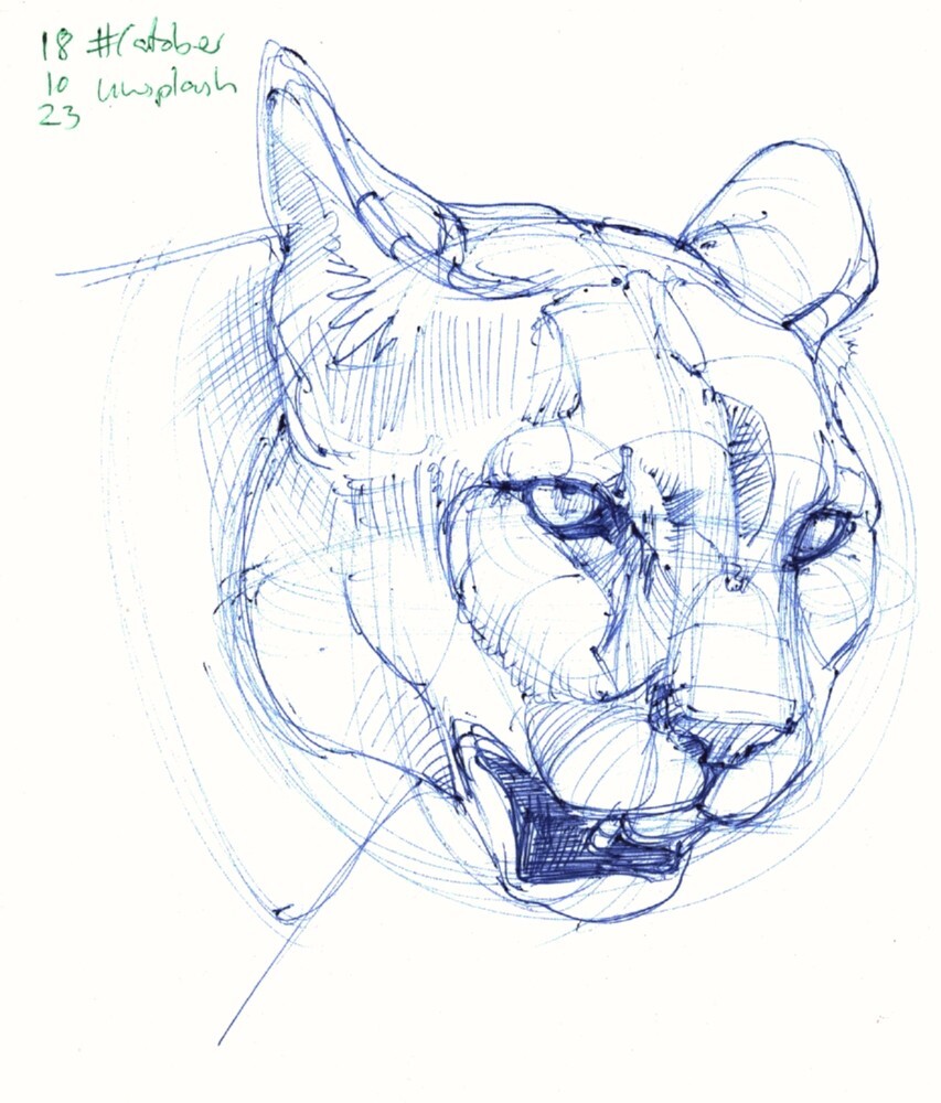 a study of the head of a cougar in close up, done in blue ballpoint pen