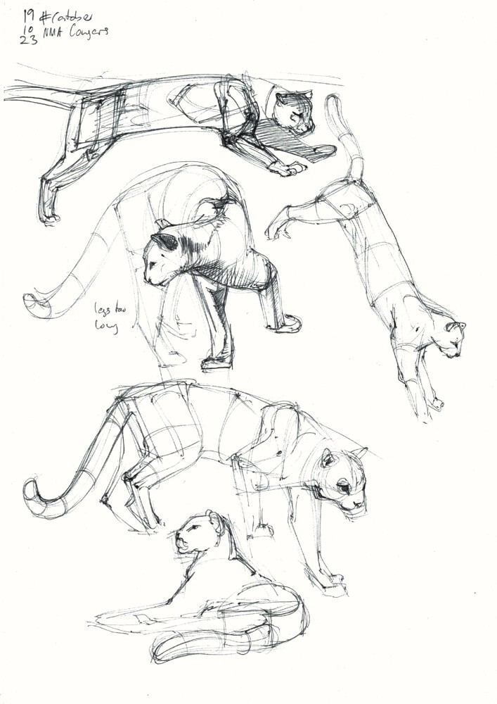 five construction studies of cougars in various poses done in black ballpoint