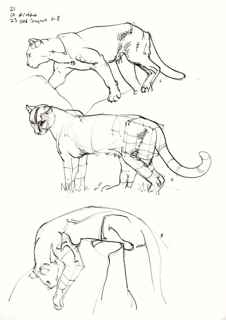 Three studies of cougars numbered 6 to 8.