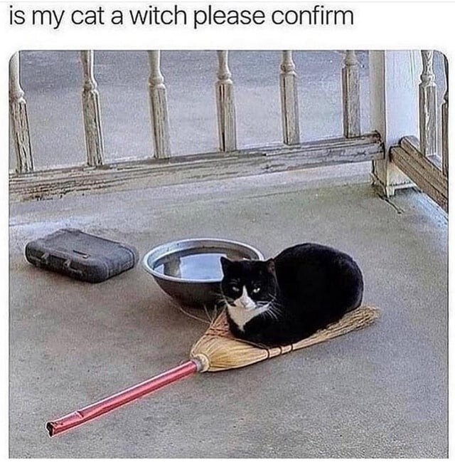 Cat laying on a broom. Captioned: Is my cat a witch? please confirm.