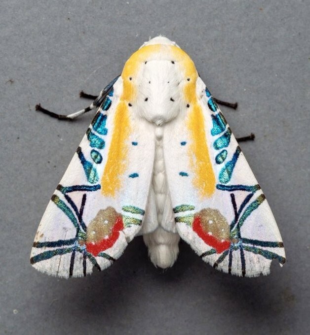 Baorisa Hieroglyphica moth aka Picasso moth