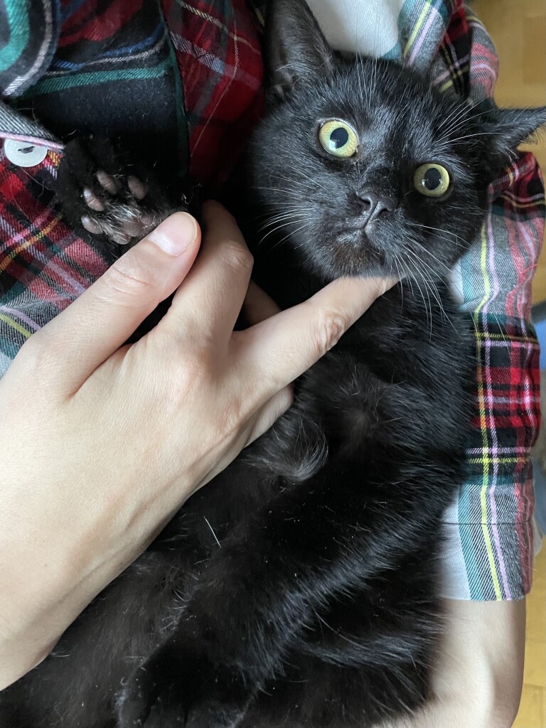 A black cat with dark beans and green eyes is looking towards the camera like he’s never had a thought in his life while being held in arms and his chin scratched.