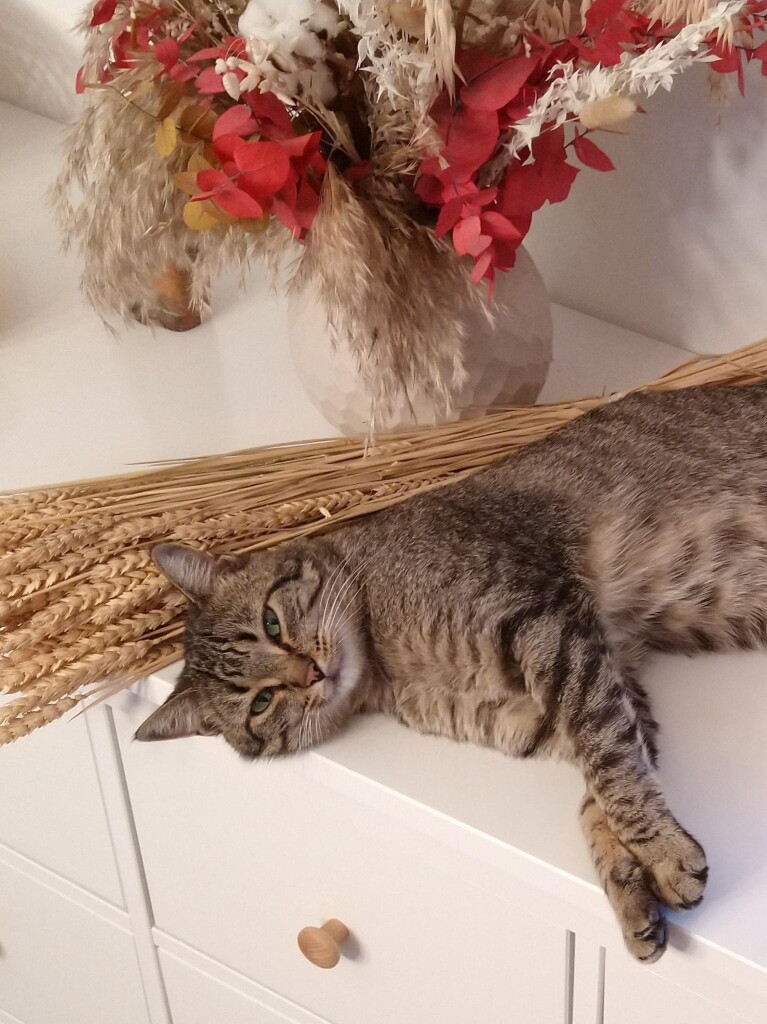 Photo of a European cat lying on a white chest of drawers with a bundle of dried wheat and a bouquet of dried flowers. He's watching with soft eyes.
