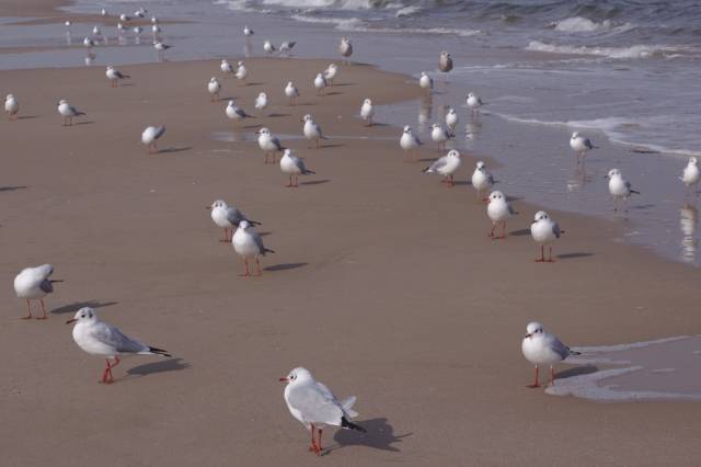 Lachmöven am Strand