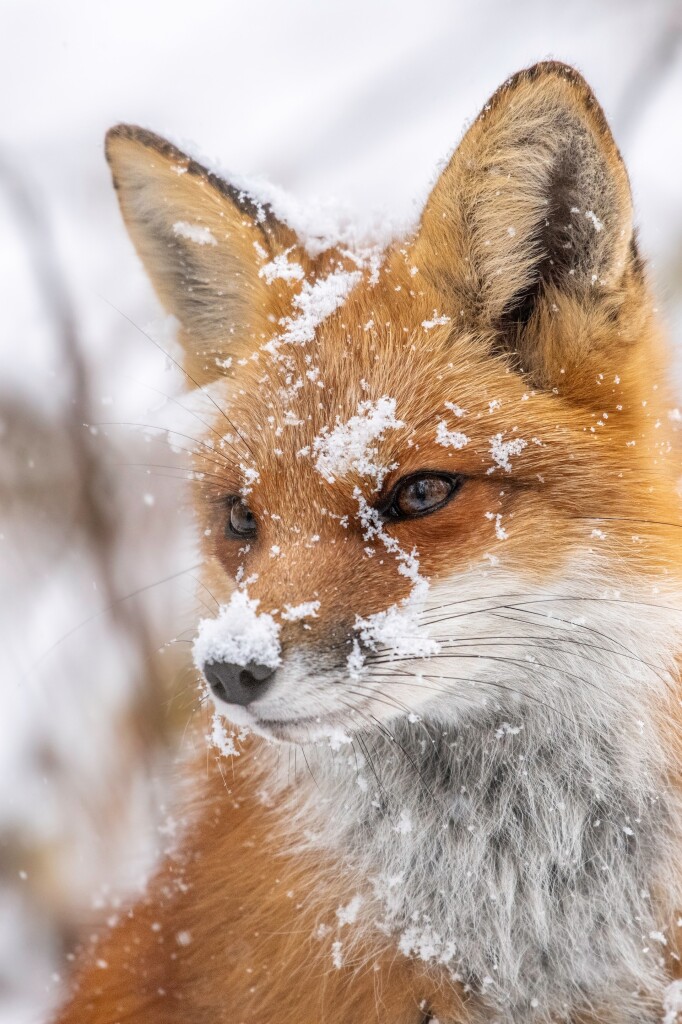 Close up of a really fluffy red fox with snow all over its face and nose. Doesn't seem to mind the cold at all.