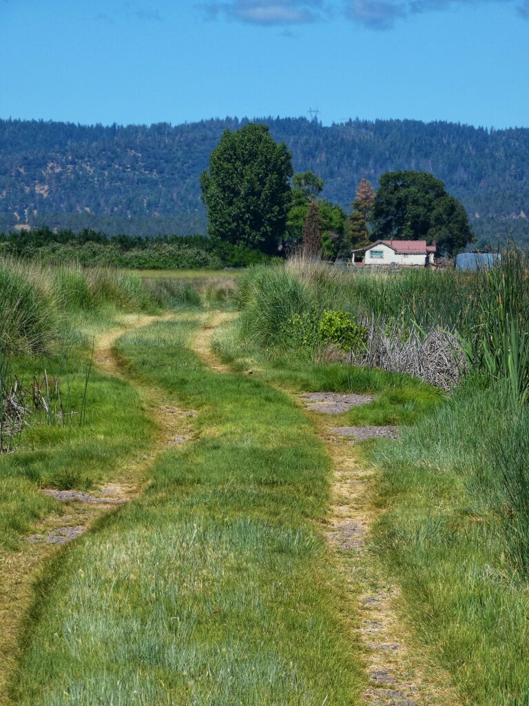 Vertical photo of a wide, green, grassy path stretching away from us in a wetland reservoir, flanked on both sides by tall stalks of bulrushes and cattails. A pair of elongated, lazy curves of tamped, dry grass traverse the path in soft esses, like cart tracks, towards the horizon. At that far horizon stand some tall, tended, and glossy green trees in a hedge row beside a short, white farmhouse, tiny with distance and capped with a faded red roof. Beyond this bit of pastoral is the broad curve of a hillside heavily wooded with pines, and above that a faded blue summer sky.