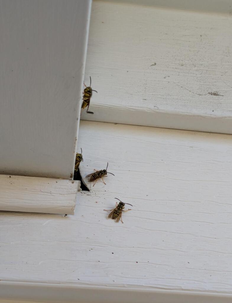 Pictures of four wasps guarding a small hole in the white vinyl siding of a house.