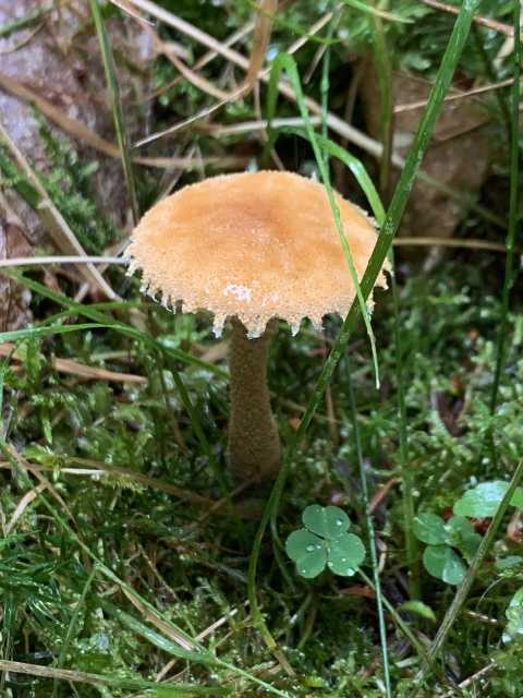 Foto eines hellbraunen Pilzes. Der Pilz steht zwischen Moos, Gras und Kleeblättern. Er hat einen schmalen Stiel und einen runden Hut mit ausgefranstem Rand.