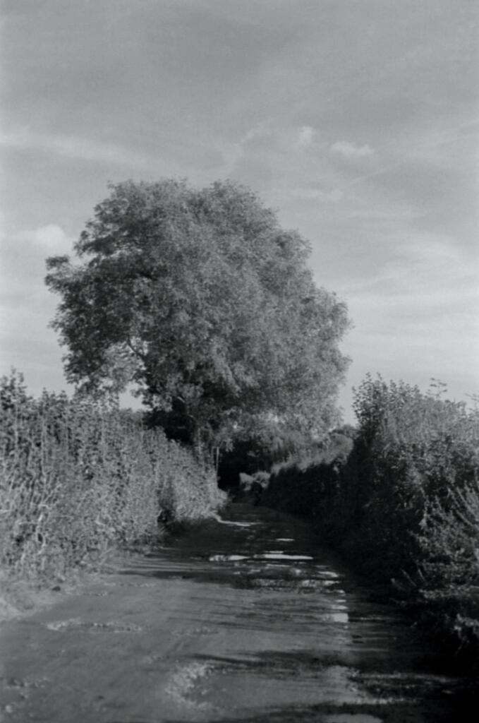 Looking down the road to the trees, full of foliage before they began to shed for their winter slumber.