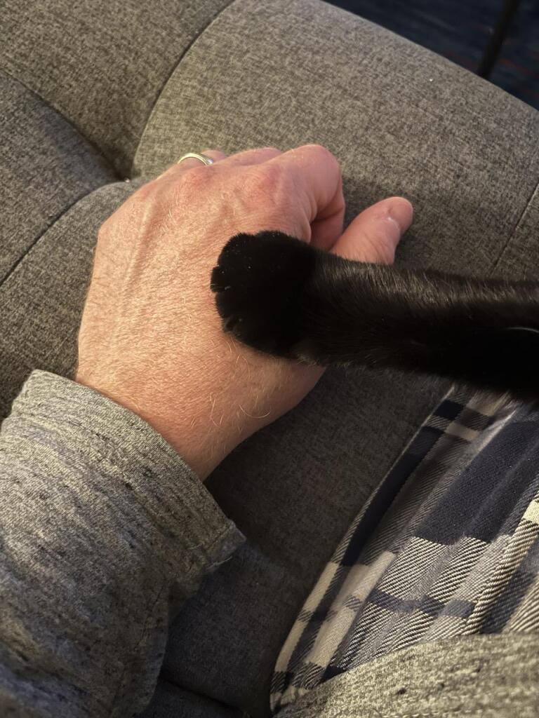 Black cat paw on my hand 