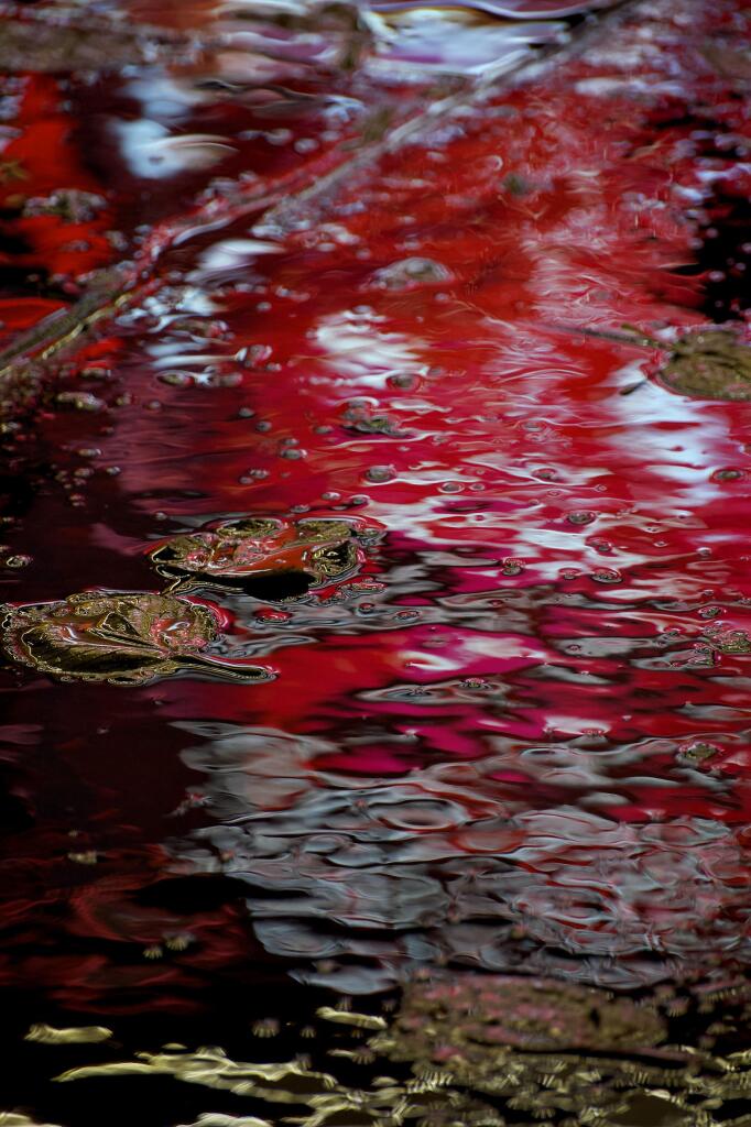 Red neon lights reflect in puddles on a Glasgow street where leaves, looking golden, float in the pooled water