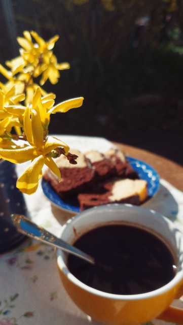 A cup of coffee and cake on a garden table. A Forsythe blossom on a twig on the left.