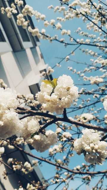 White blossoms in front of modern architecture and a blue sky.