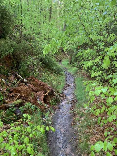 Foto: Ein schmaler Waldweg verläuft in einer leichten Kurve geradeaus. Links und rech</body></html> Foto: Ein schmaler Waldweg verläuft in einer leichten Kurve geradeaus. Links und rechts des in der Mitte vom Regen noch nassen Waldbodens kleine Bäume, ein verrottender Baumstamm, Moos, Gras, Farn und weiter vorne große Laubbäume.