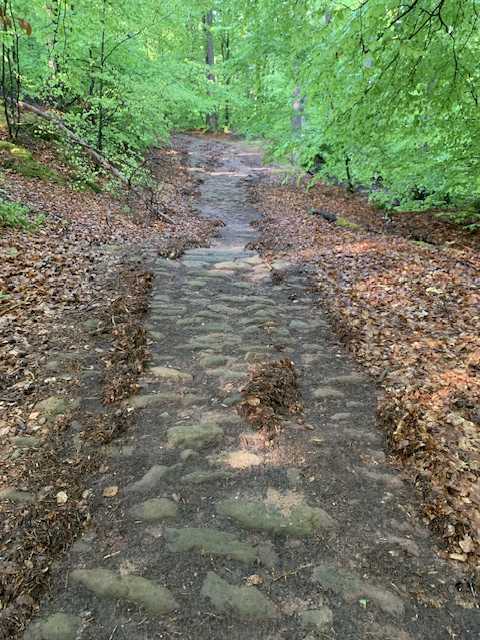 Foto: Ein Waldweg mit behauenen Sandsteinen, wie grobes Pflaster als Befestigung, führt geradeaus. An den Seiten infolge von starkem Regen kleine Häufchen Laub, Stöckchen und Rindenstückchen. Vorne Laubbäume mit hellgrünen Blättern. Foto: Ein Waldweg mit behauenen Sandsteinen, wie grobes Pflaster als Befestigung, führt geradeaus. An den Seiten infolge von starkem Regen kleine Häufchen Laub, Stöckchen und Rindenstückchen. Vorne Laubbäume mit hellgrünen Blättern.