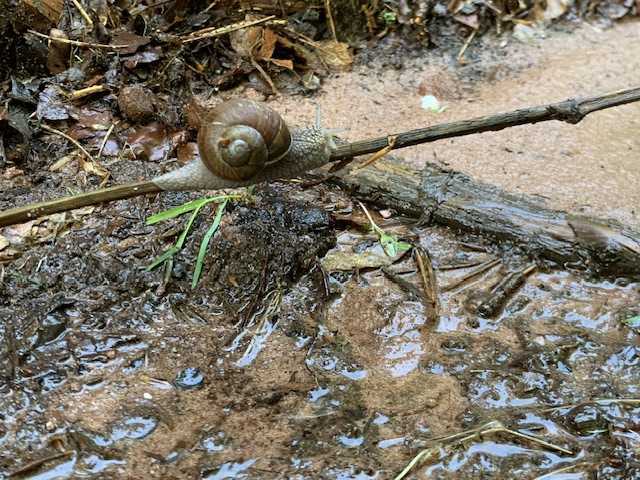Foto: Eine kleine dunklere Schnecke kriecht wie eine Seiltänzerin über einen in etwa 20 cm Höhe über einen Waldweg horizontal ragenden Stock. Unter ihr eine kleine Pfütze. Foto: Eine kleine dunklere Schnecke kriecht wie eine Seiltänzerin über einen in etwa 20 cm Höhe über einen Waldweg horizontal ragenden Stock. Unter ihr eine kleine Pfütze.