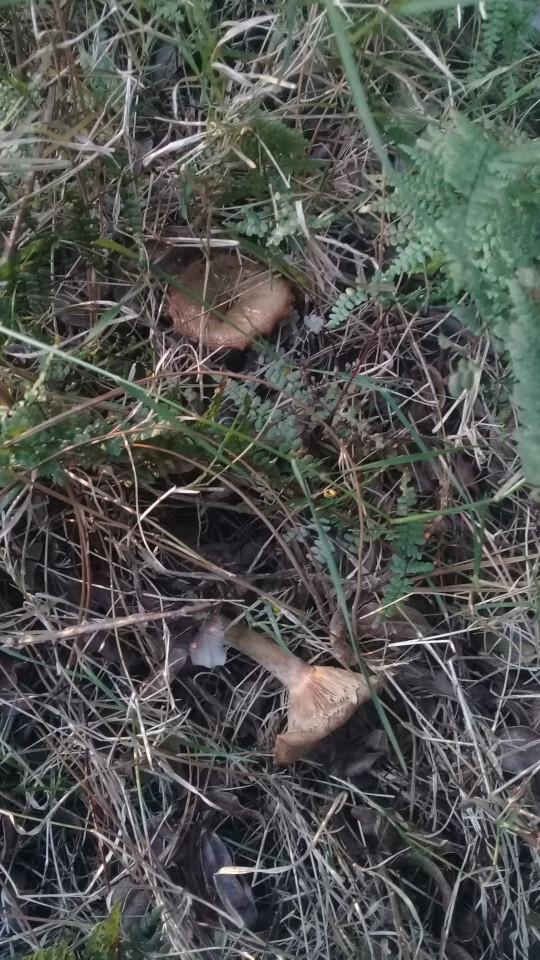 Picture of two older half way dry lactarius.