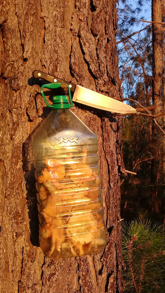 A 6 liter water bottle bucket with a lot of lactarius in it and a kitchen knife tagged to a pine tree.