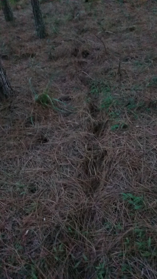 Picture of the ground in pine woods, covered with pine needles. A clear path way is visible. Lot's of holes are in it. Like from feet or a nose that was searching something. The track is a straight line.