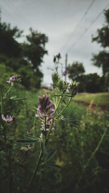 Purple blossoms in front of a train track. Meadows, trees, urban vegetation under a grey sky.