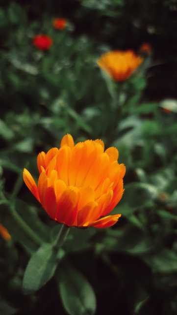 Calendula blossoms in dense green.