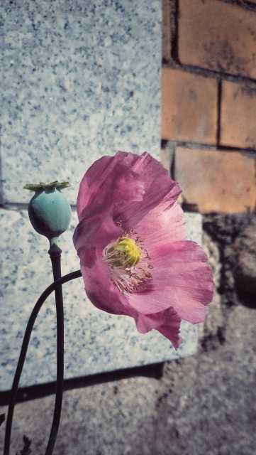 Purple poppies in front of an old wall.