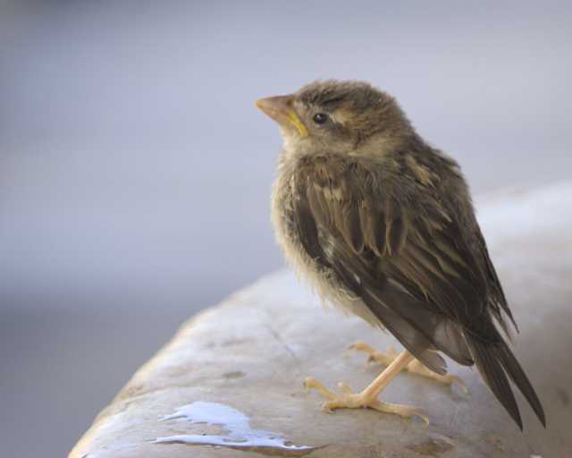 Ein junger Spatz sitzt auf einem Brunnenrand