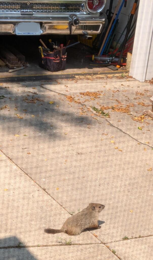 Picture of a driveway with a young groundhog looking toward the right of the picture.
In the background the garage is open. You see the back of a 1963 Ford and a few gardening tools.
