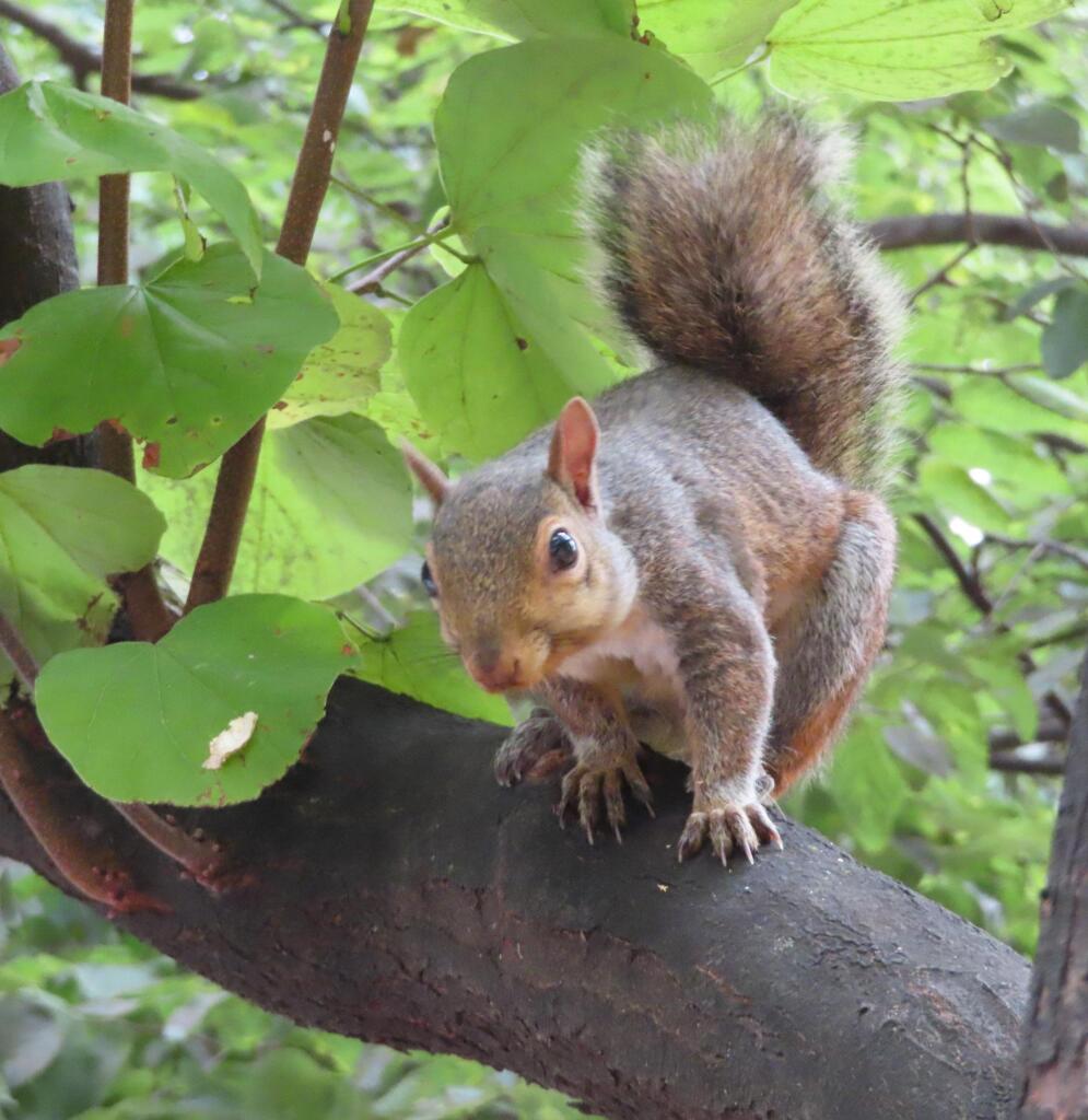 gray squirrel on tree branch 