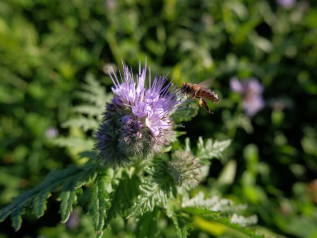 Eine Wildbiene fliegt eine blaue Blüte an.