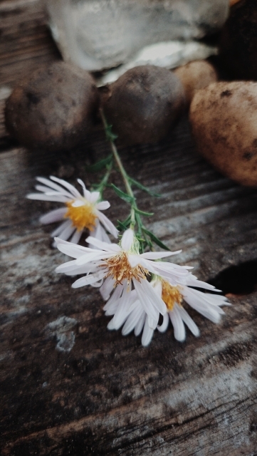 White blossoms and small potatoes on an old wooden board.