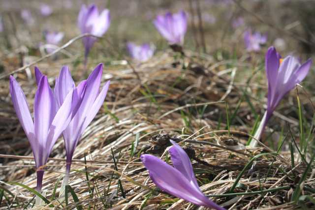 Crocus vernus (L.) Hill, Frühlings-Krokus