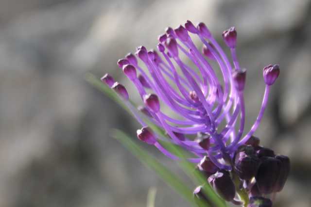 Muscari comosum (L.) Mill., Schopfige Traubenhyazinthe