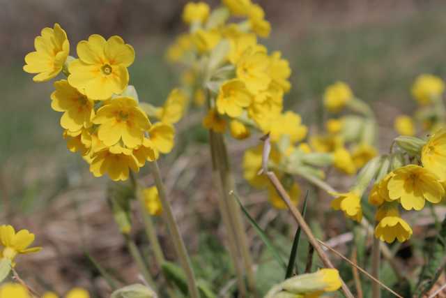Primula veris L., Echte Schlüsselblume