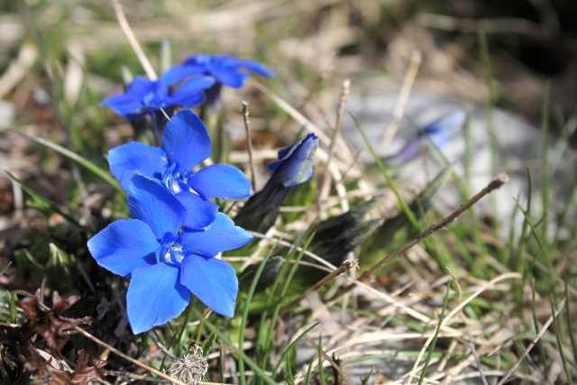 Gentiana verna L., Frühlings Enzian
