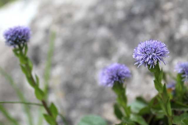 Globularia bisnagarica L., Echte Kugelblume