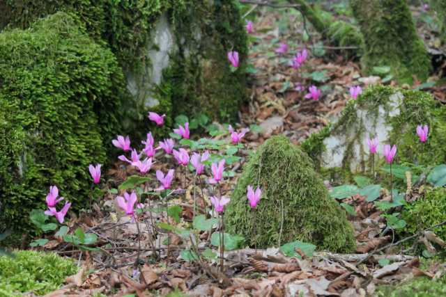 Cyclamen repandum Sm., Efeublättriges Alpenveilchen