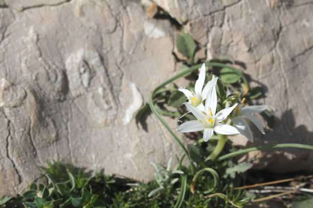 Ornithogalum orthophyllum Ten., Schmalblättriger Dolden-Milchstern