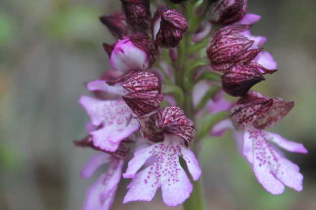 Orchis purpurea Huds., Purpur Knabenkraut